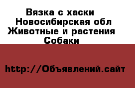 Вязка с хаски  - Новосибирская обл. Животные и растения » Собаки   
